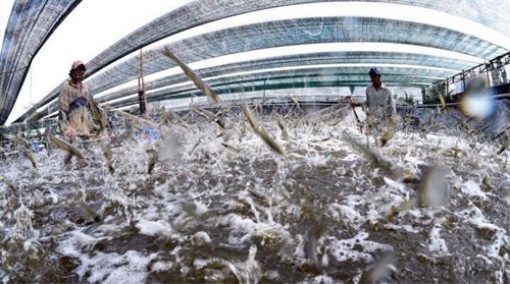 Lập BQL Khu nông nghiệp CNC phát triển tôm Bạc Liêu