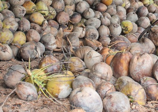 Bến Tre: Giá dừa khô giảm thấp kỷ lục