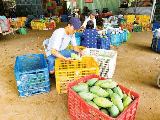 Đưa xoài xuất ngoại