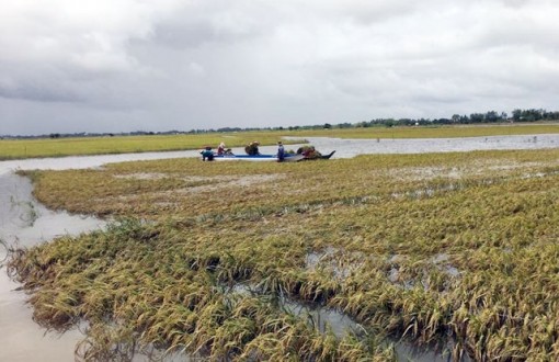 Lũ sớm uy hiếp gần 500 ha lúa vùng đầu nguồn An Giang