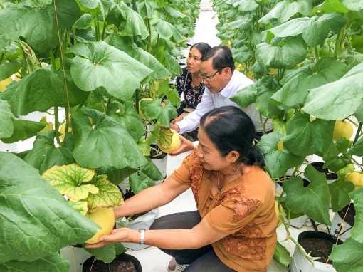 Hiệu quả mô hình trồng dưa lưới trong nhà lưới