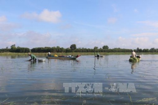 Chủ động ứng phó lũ nội đồng tại khu vực Đồng bằng sông Cửu Long