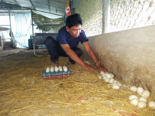 Trứng vịt hút hàng, tăng giá