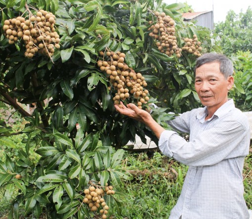Hỗ trợ nông dân phát triển kinh tế vườn