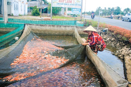 Thị trường cá giống bắt đầu sôi động