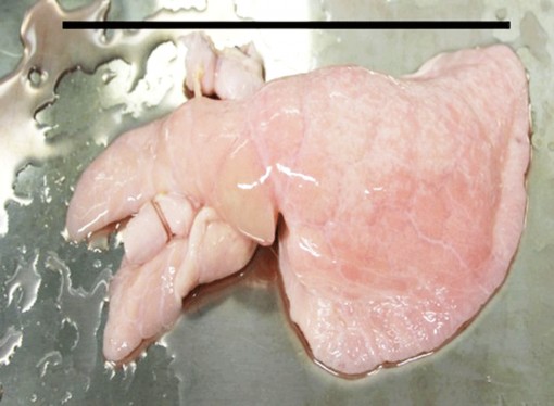 Nuôi cấy thành công phổi sinh học chống nguy cơ thải ghép