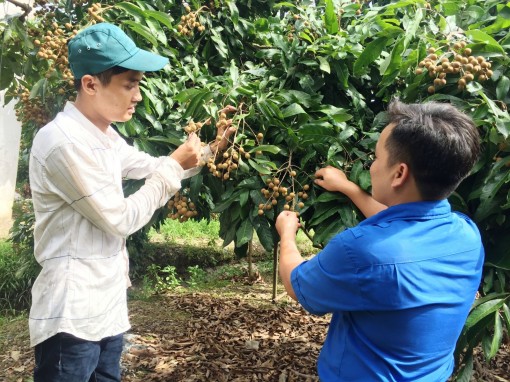 Lập nghiệp trên đất quê hương