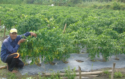 Mô hình phù hợp giúp dân nâng cao đời sống