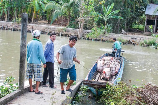 Tăng cường các giải pháp ổn định nguồn cung mặt hàng thịt heo