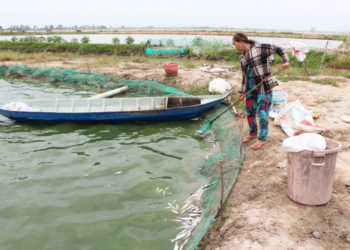 Long An: Cá tra giống chết hàng loạt, trên 300ha mất trắng ở Tân Hưng