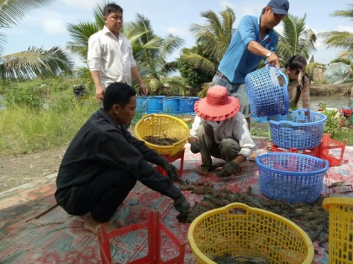 Trà Vinh: Dành 2,3 tỷ đồng giám sát dịch bệnh tôm nuôi