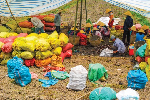 Bình Tân - Vì sao “khoai lang sạch” chưa nhiều?