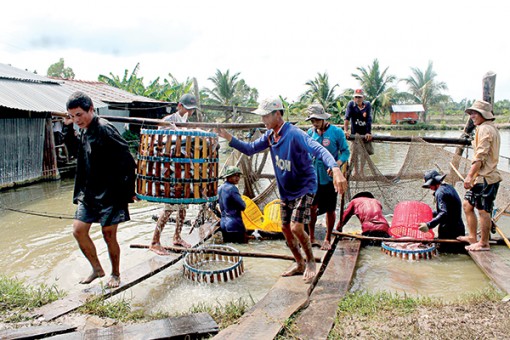 Chuỗi giá trị cá tra

nhiều tiềm năng phát triển