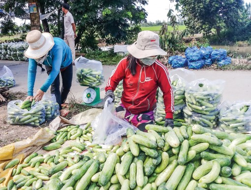 Trồng hoa màu mùa lũ, thu nhập cao