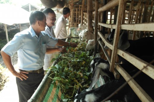 Hội thảo quốc tế Dê sữa Á - Úc lần thứ 4 diễn ra từ ngày 17-19/10/2018