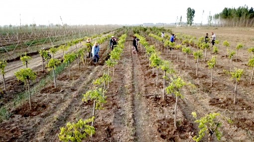 Vạn Lý Trường Thành Xanh của Trung Quốc thất bại?