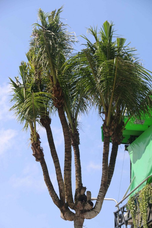 Hàng dừa độc đáo ở Cần Thơ