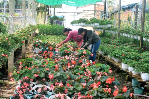 Phát triển nông nghiệp hiệu quả, nâng cao thu nhập nông dân