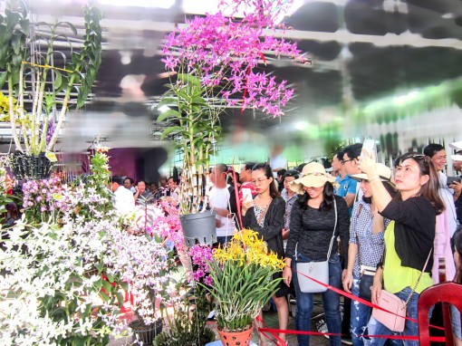 Khoảng 250 tác phẩm tham gia Hội thi Hoa Lan mở rộng lần 3-2018