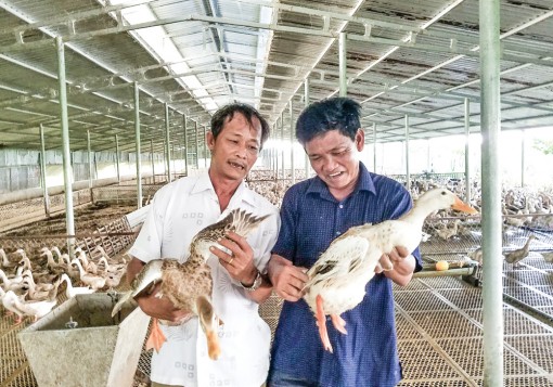 Tỉ phú vịt trên Đồng Tháp Mười