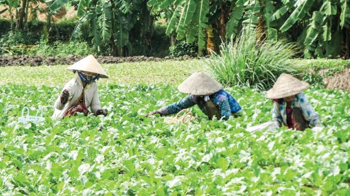 Làm giàu ở xã nông thôn mới