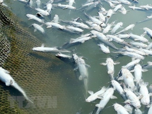 Kiên Giang: Nước ngọt đổ ra biển khiến cá lồng bè chết hàng loạt