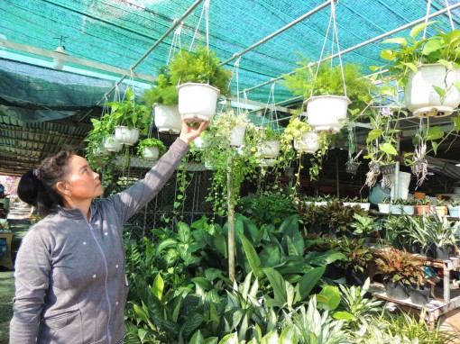 Hoa treo- Cho không gian sống thêm sắc màu