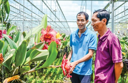 Vườn lan bạc tỉ giữa đồng lúa xanh