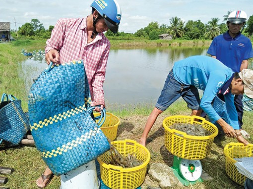 Kỳ vọng tôm xuất khẩu “sáng màu”