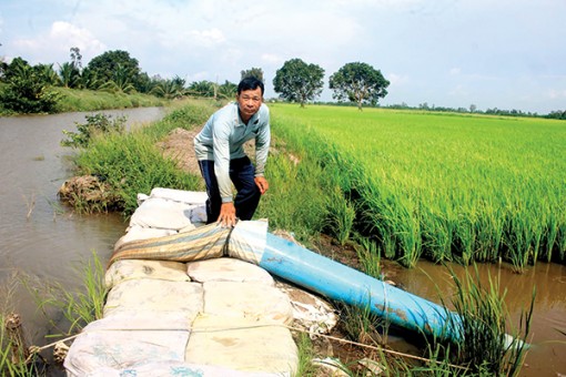 Tích cực chăm sóc, bảo vệ lúa thu đông