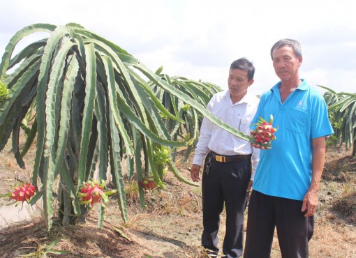 Trồng thanh long làm giàu 