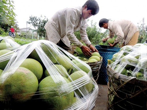 Tạo động lực để nông nghiệp phát triển bền vững