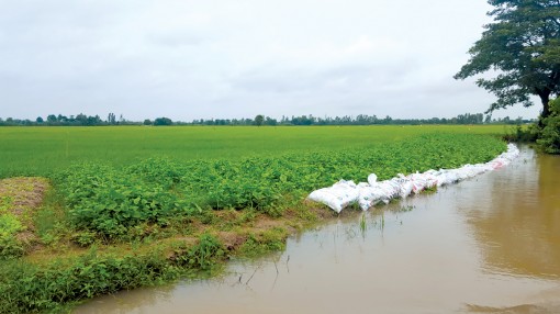 Lũ về, bảo vệ sản xuất nông nghiệp