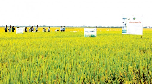 VNSAT tăng cường huấn luyện nông dân sản xuất lúa sạch