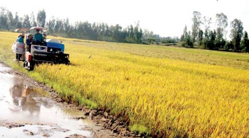 Tăng cường chăm sóc, bảo vệ lúa thu đông
