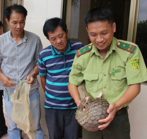 Bàn giao cá thể tê tê quý hiếm về Vườn Quốc gia Cát Tiên