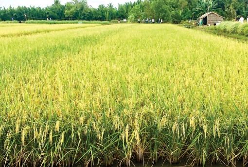 Lúa thu đông vào mùa thu hoạch được giá