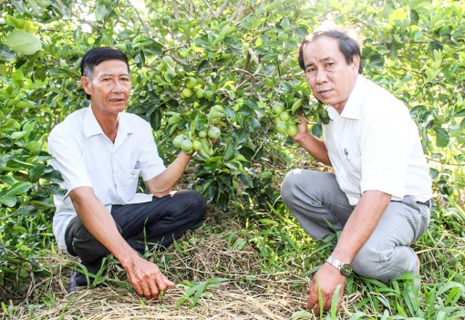Liên kết bốn nhà