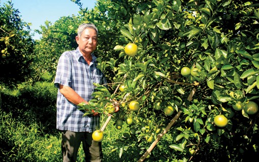Bảo vệ, phát triển diện tích vườn cây ăn trái