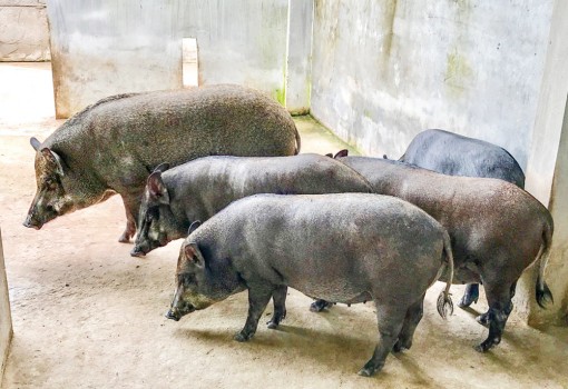 Thiếu heo giống tái đàn, tiềm ẩn nguy cơ dịch bệnh