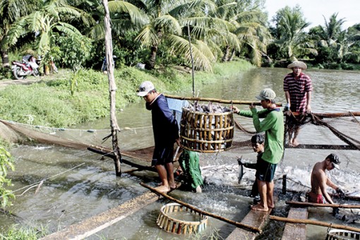 Cá tra tăng giá -

mong niềm vui trọn vẹn!