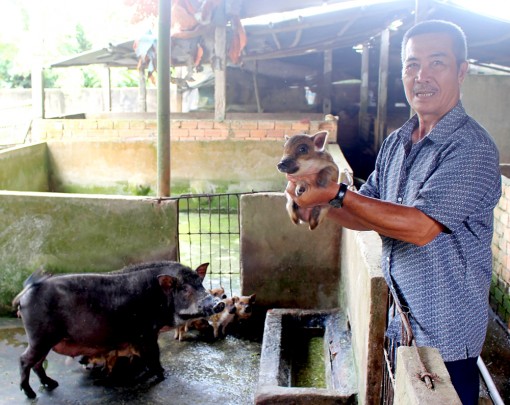 Nuôi heo rừng, thu nhập trên 100 triệu đồng/ năm