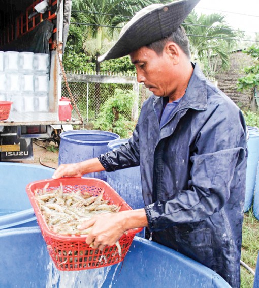 Nâng chất chuỗi giá trị tôm