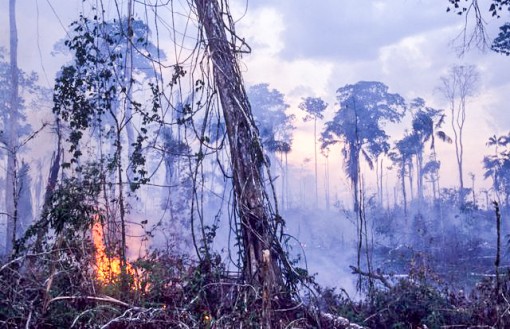 Amazon - “Lá phổi” của hành tinh đang bốc cháy