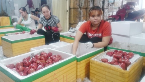 Xuất khẩu gặp khó, giá mận An Phước giảm mạnh