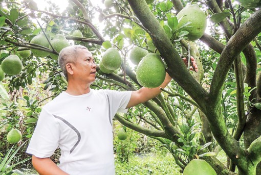 Nông nghiệp ĐBSCL chuyển mình với công nghệ 4.0 <br>Bài 1:  Giải mã ưu thế "vàng"  vùng châu thổ