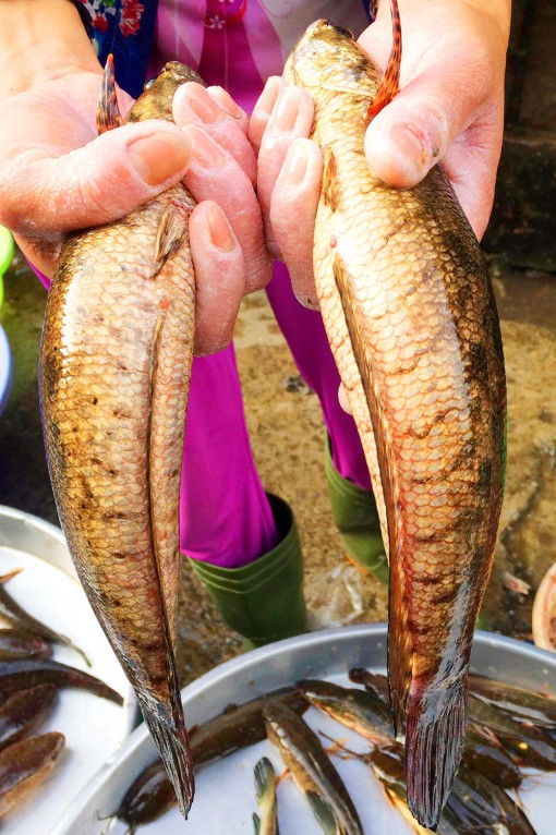 Xuất hiện cá dầy ở chợ