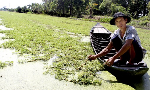 Chuyên canh rau nhút
