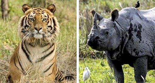 Trung Quốc cho phép sử dụng sừng tê giác và xương hổ