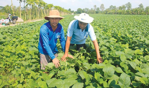 Thúc đẩy liên kết phát triển

hợp tác xã nông nghiệp